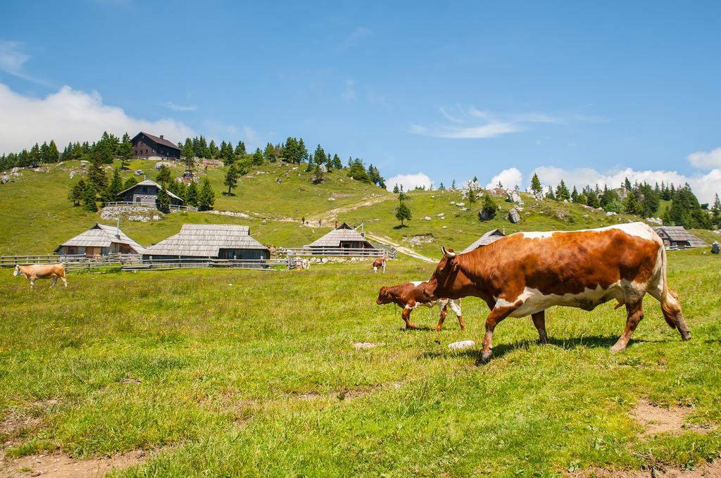 Chalet Tisa Velika Planina オスレンドネスロヴェンスカ 部屋 写真